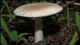 Amanita farinosa image