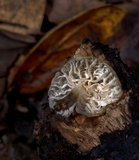Hemimycena candida image