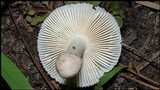 Amanita farinosa image