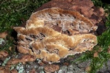 Phellinus gilvus image