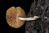 Bolbitius reticulatus image