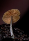 Bolbitius reticulatus image