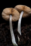 Bolbitius reticulatus image