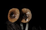 Bolbitius reticulatus image
