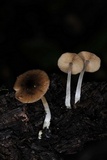 Bolbitius reticulatus image