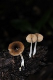 Bolbitius reticulatus image