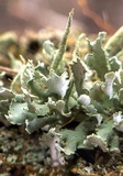 Cladonia ochrochlora image