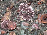Thelephora terrestris image