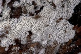 Trechispora mollusca image