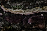 Trichaptum abietinum image