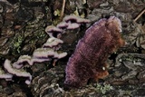 Trichaptum abietinum image