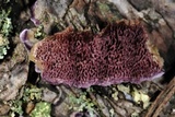Trichaptum abietinum image
