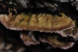 Trichaptum abietinum image