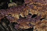 Trichaptum abietinum image