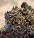Heppia adglutinata image