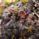 Heppia adglutinata image