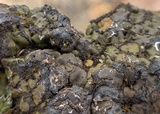 Heppia adglutinata image