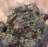 Heppia adglutinata image