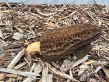 Morchella importuna image
