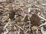 Morchella importuna image