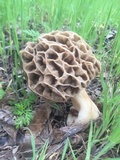Morchella americana image