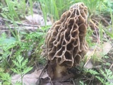 Morchella americana image