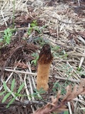 Morchella eximia image