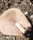 Pluteus petasatus image