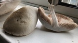 Pluteus petasatus image