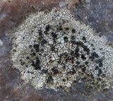 Buellia spuria image
