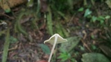 Marasmius cohaerens image