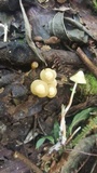 Marasmius cohaerens image