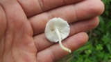 Ripartitella alba image