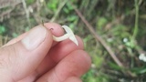 Ripartitella alba image