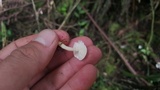 Ripartitella alba image