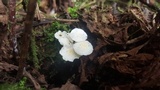 Ripartitella alba image
