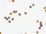 Agaricus texensis image