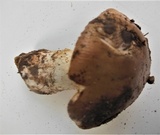 Amanita badia image