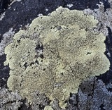 Lobothallia alphoplaca image