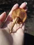 Kuehneromyces mutabilis image