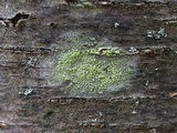 Biatora printzenii image