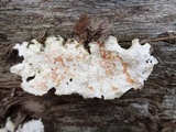 Earliella scabrosa image