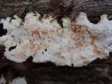 Earliella scabrosa image
