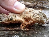 Earliella scabrosa image