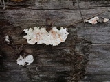 Earliella scabrosa image