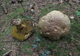 Boletus fechtneri image