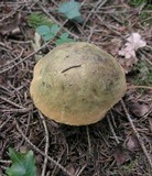Boletus luridus image