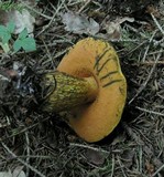 Boletus luridus image