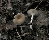 Clitocybe gibba image