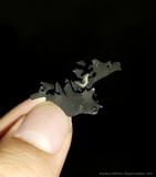 Cordierites frondosa image